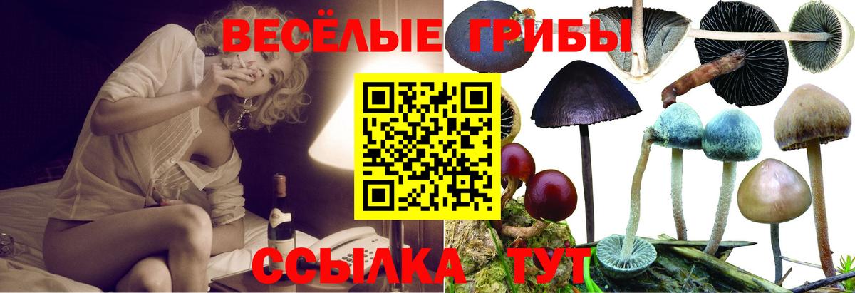 Псилоцибиновые грибы Psilocybe Курчалой